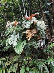 Medinilla magnifica