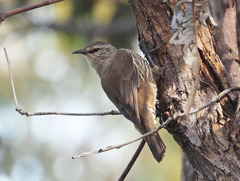 Climacteris picumnus