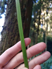 Haplopteris elongata