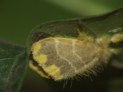 Orvasca subnotata