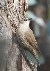 Climacteris picumnus