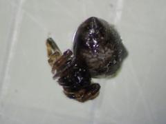 Thelacantha brevispina