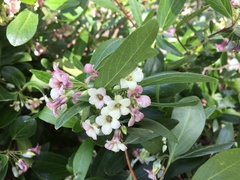 Billardiera versicolor