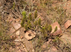 Aspalathus alopecurus