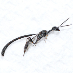Gasteruptiidae