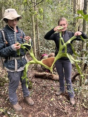 Platycerium superbum