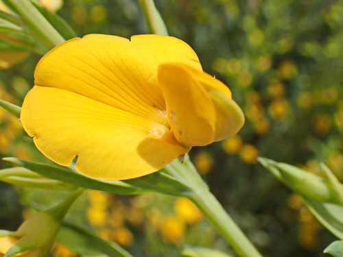Branching Widowpea (Rafnia racemosa)