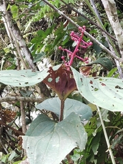 Medinilla magnifica