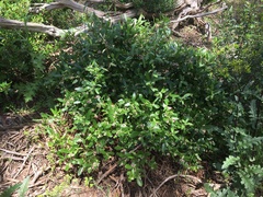 Billardiera versicolor