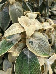 Strobilanthes gossypina