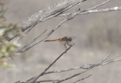Sympetrum semicinctum occidentale