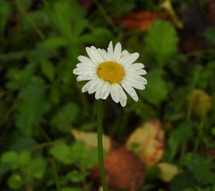 Leucanthemum vulgare