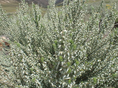 Aspalathus glabrescens