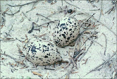 Haematopus longirostris