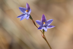 Thelymitra × truncata