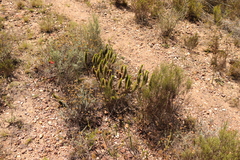 Aspalathus alopecurus