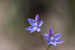 Thelymitra × truncata