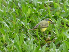 Crithagra mozambica
