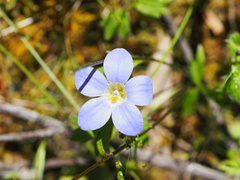 Wahlenbergia