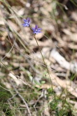 Thelymitra × truncata