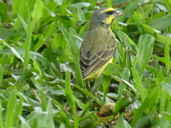 Crithagra mozambica