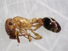 Tetramorium bicarinatum