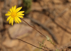 Ursinia discolor