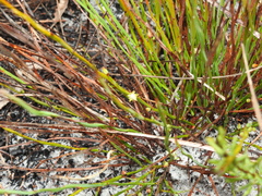 Macarthuria complanata