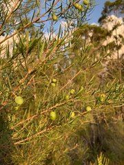 Persoonia virgata