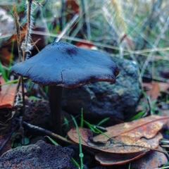 Entoloma sericeum