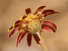 Ursinia discolor