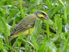 Crithagra mozambica