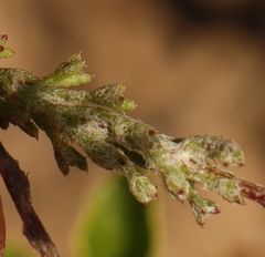 Ursinia discolor