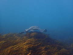 Bathytoshia brevicaudata
