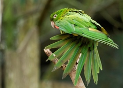 Psittacara leucophthalmus