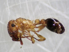 Tetramorium bicarinatum