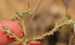 Ursinia discolor