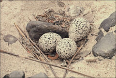 Thinornis cucullatus