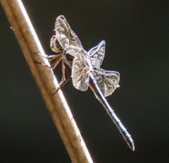 Cratilla lineata