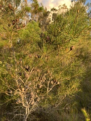 Hakea actites