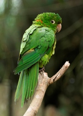 Psittacara leucophthalmus