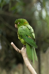 Psittacara leucophthalmus