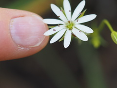 Stellaria angustifolia