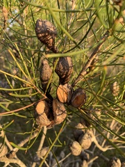 Hakea actites