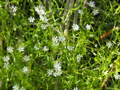 Stellaria angustifolia