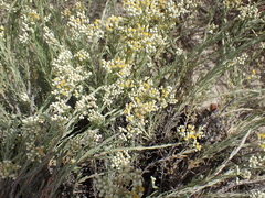 Helichrysum asperum