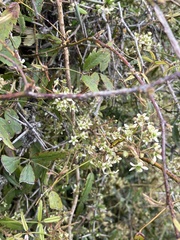 Rubus schmidelioides