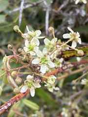 Rubus schmidelioides