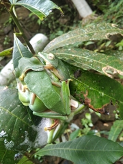 Rhacophorus malabaricus