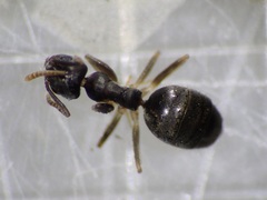 Technomyrmex albipes